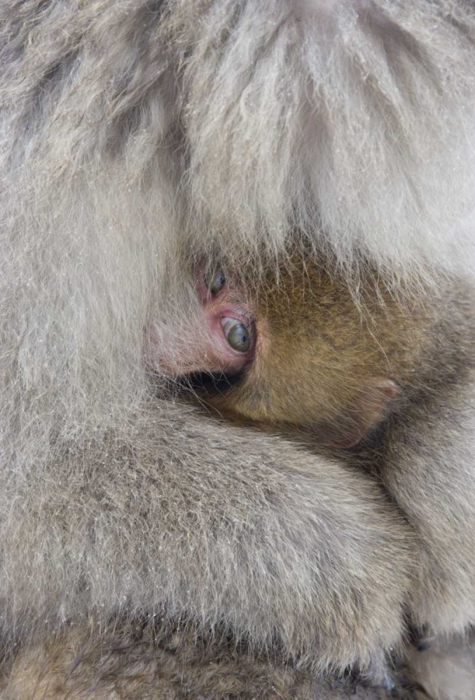 Japan, Jigokudani, Snow monkey baby with mother